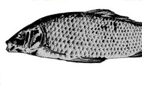 Eorin